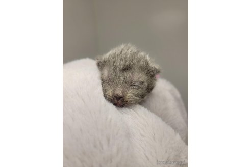 成約済の千葉県のブリティッシュショートヘア-85452の9枚目